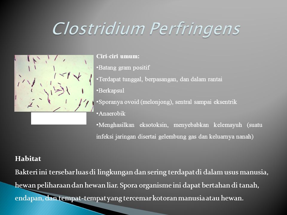Clostridium perfringens sintomas